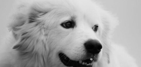 Hudson’s Cancer Is Back