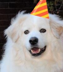 It’s Hudson’s 14th Birthday!  And He’s Raising Funds For Puppy Up!