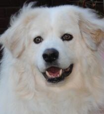 American Humane Hero Dog Awards. Vote now!