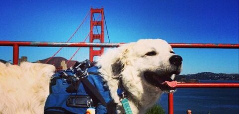 He’s Walking 2,000 Miles For What?