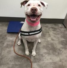 Good Boy: Virginia’s Canine Blood Donors Are Saving Dogs’ Lives