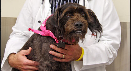 Researchers are comparing the similarities between men and male dogs when it comes to prostate cancer