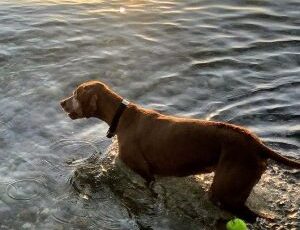 Local Doctor Stops Cancer in Canine