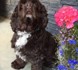 Pup of the Month – Winston Nordick