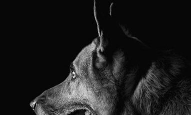 Honoring Our K9 Veterans