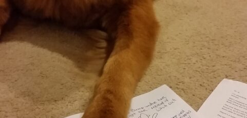 It’s “What If Dogs and Cats Had Opposable Thumbs” Day!