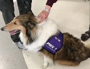 National Therapy Dog Day