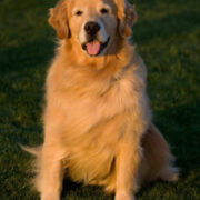 Murphy Morris