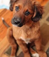 MAYDAY FOR MUTTS – The First Sunday in May