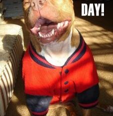 Coming Up — April 11 is National Pet Day