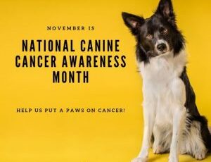 November is Canine Cancer Awareness Month