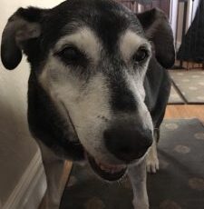 How a Pet Hospice Vet Can Help Your Senior Dog