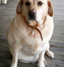 Are there clear links between canine obesity and cancer?