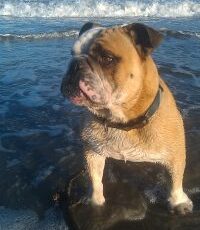 Canine Lymphoma & Trials