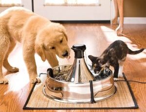 The 5 Best Water Purifiers to Protect Your Dog From Toxic Chemicals Coming From Your Faucets