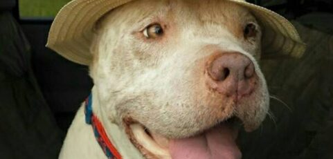 Rest in Peace, Dexter