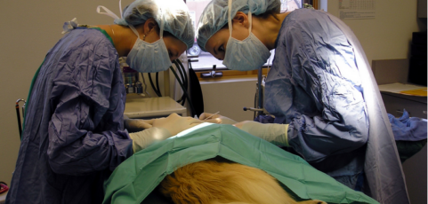 Smelly Dogs and Early Warning Signs