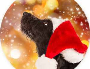9 Tips To Keep Your Dogs Safe This Holiday Season