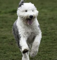Add Some Woof to Your Workout