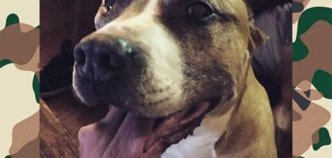Atticus – Canine Cancer Hero of PuppyUp Jersey City