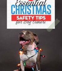39 Christmas Safety Tips for Pet Owners