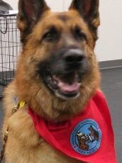 Therapy Dogs are helping people across the Tri-Cities