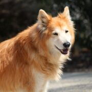 Tula