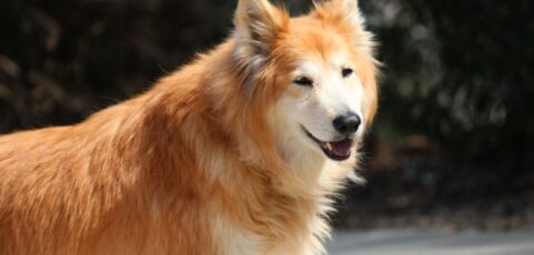 Tula