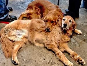 Canine cancer: ‘It’s not a death sentence’