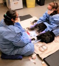 With a rise in chemotherapy for pets, veterinary staff is at increased risk for exposure