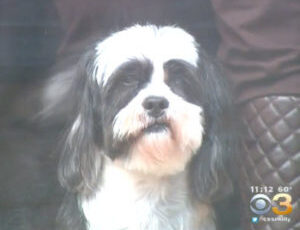 How A Cancer Treatment That’s Helping Dogs Could One Day Help Humans