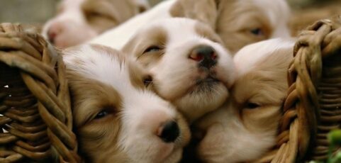 It’s National Puppy Day!