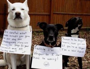 15 Thanksgiving Foods Your Pet Will Love