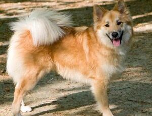 Combatting pet cancer