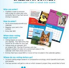 If you haven’t already entered, there’s still time to make your dog a star!