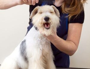 The Last Friday In April Is National Hairball Awareness Day