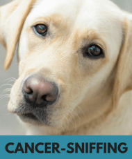 Dogs sniffing out prostate cancer in NZ