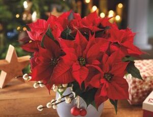 Which Holiday Plants are Toxic to Dogs?