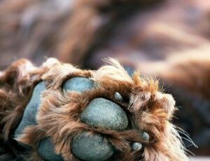 4 Reasons Not to Ignore a Pet’s Broken Toenail