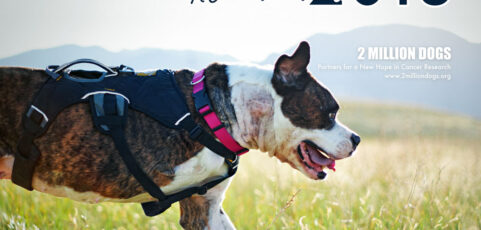 Pre-Order Your 2013 Calendars for the Holidays