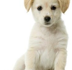 Happy National Dog Day 2019