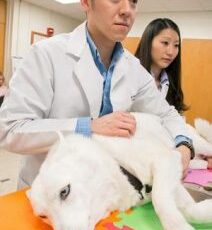 A tell-tale murmur in puppies
