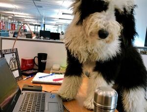 The most dog-friendly offices in the US, according to Rover.com