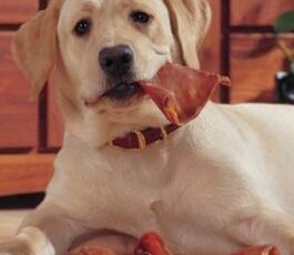 Dozens of pet owners contract Salmonella from pig ear dog treats, CDC reveals