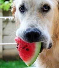 Veterinary professionals, pet owners divided on pet food claims