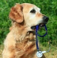 April Is National Pet First Aid Awareness Month