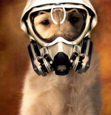 Risks of Second Hand Smoke for Dogs and Cats