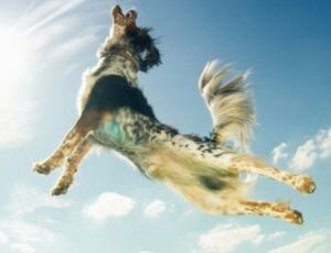 Fifty Percent Of Dogs Age 10 And Older Likely To Be Diagnosed With Cancer