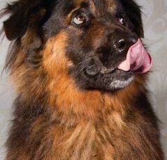 7 Go-To Natural Remedies for a Happy, Healthy Pet