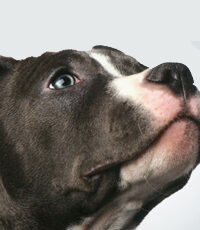 Canine Testing Underway for Cachexia Drug